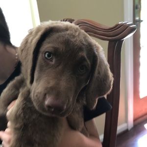 Meet your Posher, Cindy